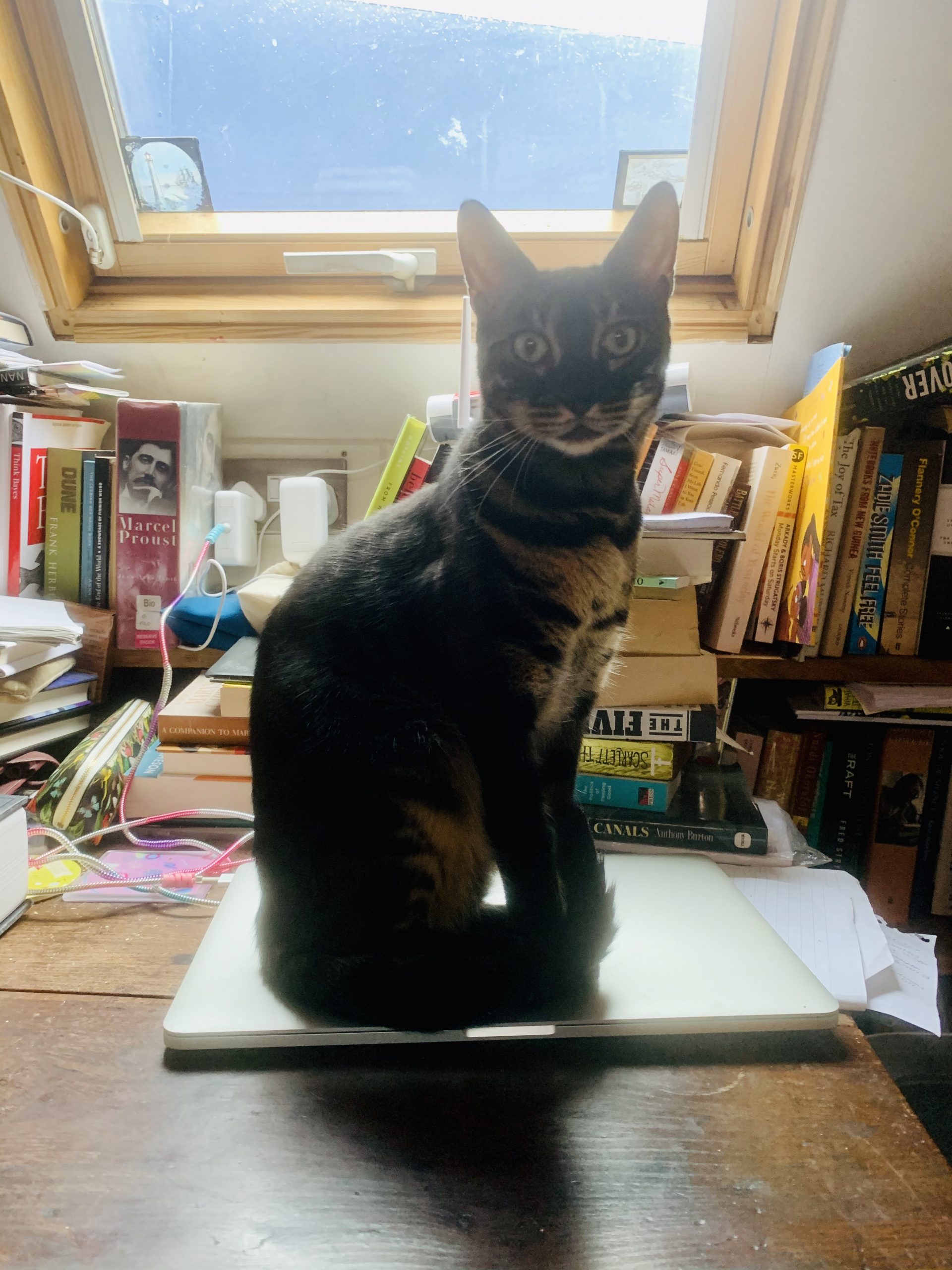cat sitting on closed laptop, protecting your data