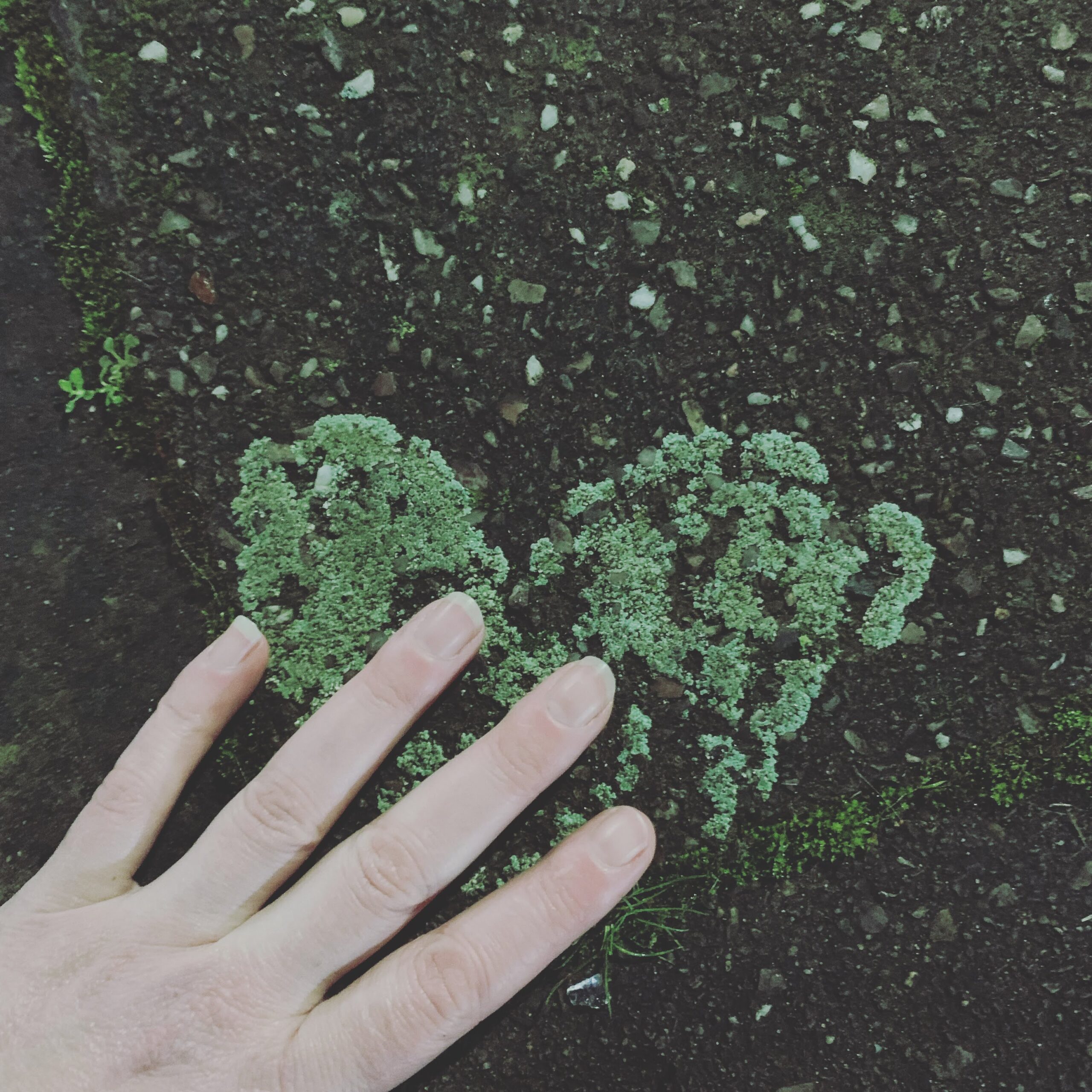 white hand with green lichen