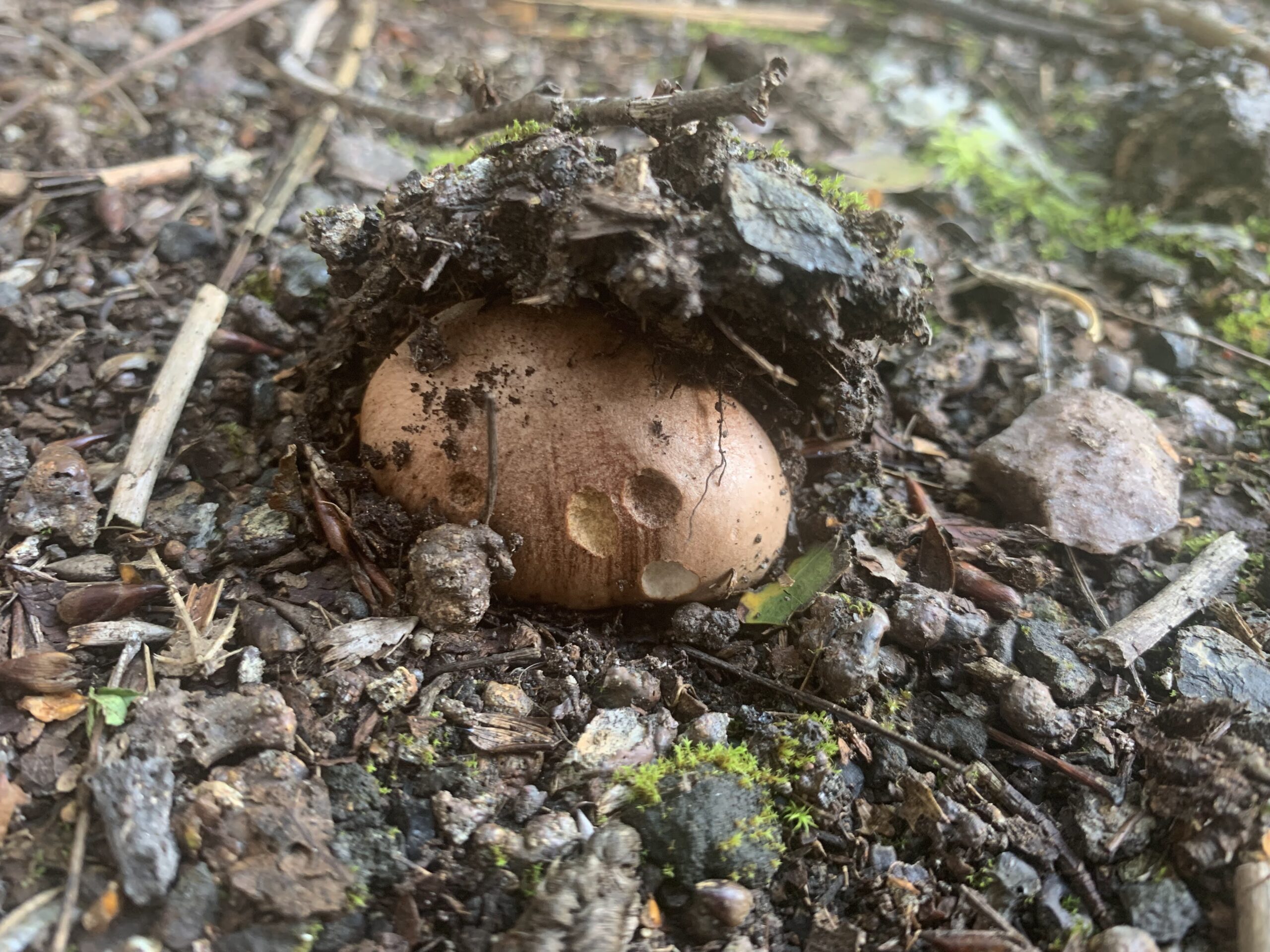 brown mushroom pushing through the soil
